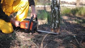 Best Residential Tree Removal  in De Queen, AR